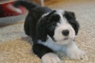 Bearded collie