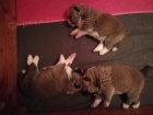 Akita-inu na prodej s PP Akita-inu na prodej s PP