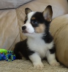 Zdrav� Pembroke welsh Corgi �t��ata