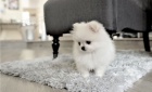 Pomeranian štěňata.  Pomeranian štěňata.