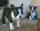 �t���tka Boston Terrier �t��ata na prodej