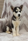 Krásné sibiřské Husky štěňata Krásné sibiřské Husky štěňata