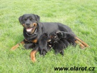 Rotvajler , rottweiler - �t�n� s PP
