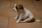 Jack Russell terrier  Jack Russell terrier