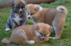 Akita inu s rodokmenem  Akita inu s rodokmenem