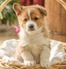 �t��ata Pembroke Welsh Corgi