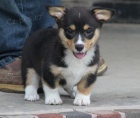 �t��ata Pembroke Welsh Corgi
