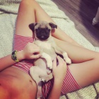 Kr�sn� Pug �t��ata p�ipraveni! Dostupn� financov�n�