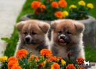 Akita-inu na prodej s PP Akita-inu na prodej s PP