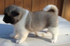 Akita Inu štěňata k dispozici vynikající s PP. Akita Inu štěňata k dispozici vynikající s PP.