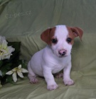 Aimer Jack Russell Terrier Chiots Aimer Jack Russell Terrier Chiots