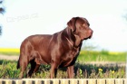 Labrador retriever �t��ata s PP