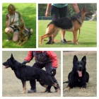 Německý ovčák - štěňata Německý ovčák - štěňata