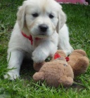 Prod�m �t���tko Zlat�ho retr�vra s PP