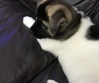 akc akita štěňata akc akita štěňata