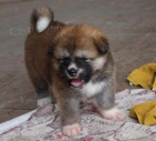 Akita-inu Akita-inu