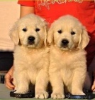 Zlat� retr�vr na prodej bez PP