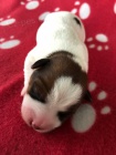 Jack Russell teriér s PP Jack Russell teriér s PP