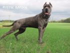 Americk� bandog - �t��ata
