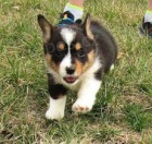 Jsme jedin� schv�len� welsh corgi Pembroke chovatel�.