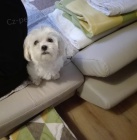 tn Maltzka - Maltzsk psk