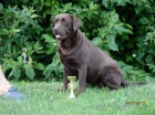 Labradorsk� retriever s PP