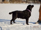 Labradorsk� retriever s PP