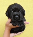 �ern� pejsek labradora s PP