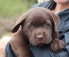 LABRADOR - �t���tka