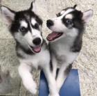 Sibi�sk� husky �t��ata