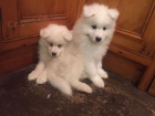 Velkolepé a sladké Samoyed štěňata připraveni Velkolepé a sladké Samoyed štěňata připraveni