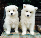 Velkolepé a sladké Samoyed štěňata připraveni Velkolepé a sladké Samoyed štěňata připraveni