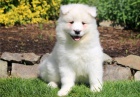 Velkolepé a sladké Samoyed štěňata připraveni Velkolepé a sladké Samoyed štěňata připraveni