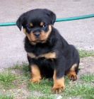 Rottweiler štěňata Rottweiler štěňata