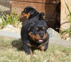 Rottweiler štěňata Rottweiler štěňata