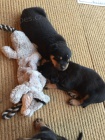 Rottweiler štěňata Rottweiler štěňata