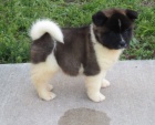 Štěňata Akita inu Štěňata Akita inu