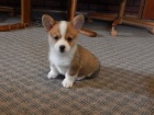 Štěňata Welsh Corgi Štěňata Welsh Corgi