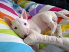 Štěňata Bull terrier Štěňata Bull terrier