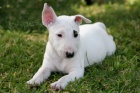 Štěňata Bull terrier Štěňata Bull terrier