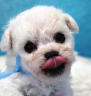 Bišonek - Bichon Frisé Bišonek - Bichon Frisé