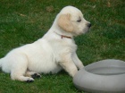 Golden retriever s PP - �t��ata /zlat� retr�vr/