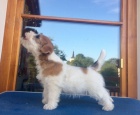 Jack Russell terier - štěňata s PP Jack Russell terier - štěňata s PP