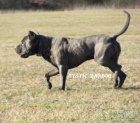 Americk� bandog