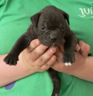 Staroanglick� buldok - �t��ata s PP