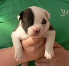 Staroanglick� buldok - �t��ata s PP