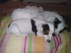 Jack Russell Terriér, štěňata Jack Russell Terriér, štěňata