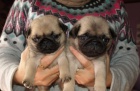 Mops štěňata pro dobrý domov Mops štěňata pro dobrý domov