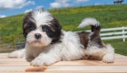 Shih Tzu štěňata na prodej Shih Tzu štěňata na prodej