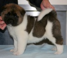 Akita štěňata Akita štěňata